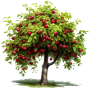 cherry.png