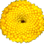 rainfarn_03.gif